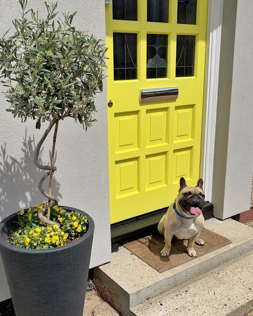 Dog standing on a doormat in front of a yellow door with a potted plant to the left.