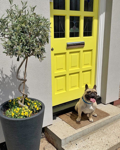 Dog standing on a doormat in front of a yellow door with a potted plant to the left.