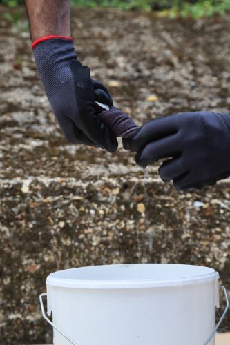 Person wearing gloves holding a small object near a white bucket with a stone wall background
