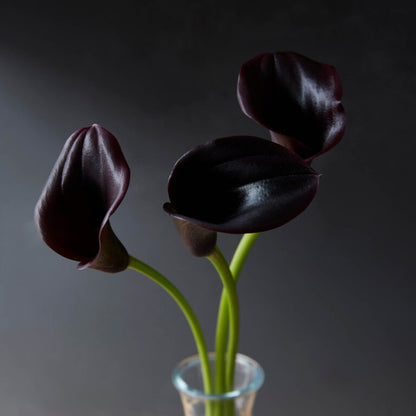 Three dark purple tulips in a clear vase against a dark background