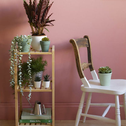 Potted plants on a wooden shelf against a pink wall with a white chair.