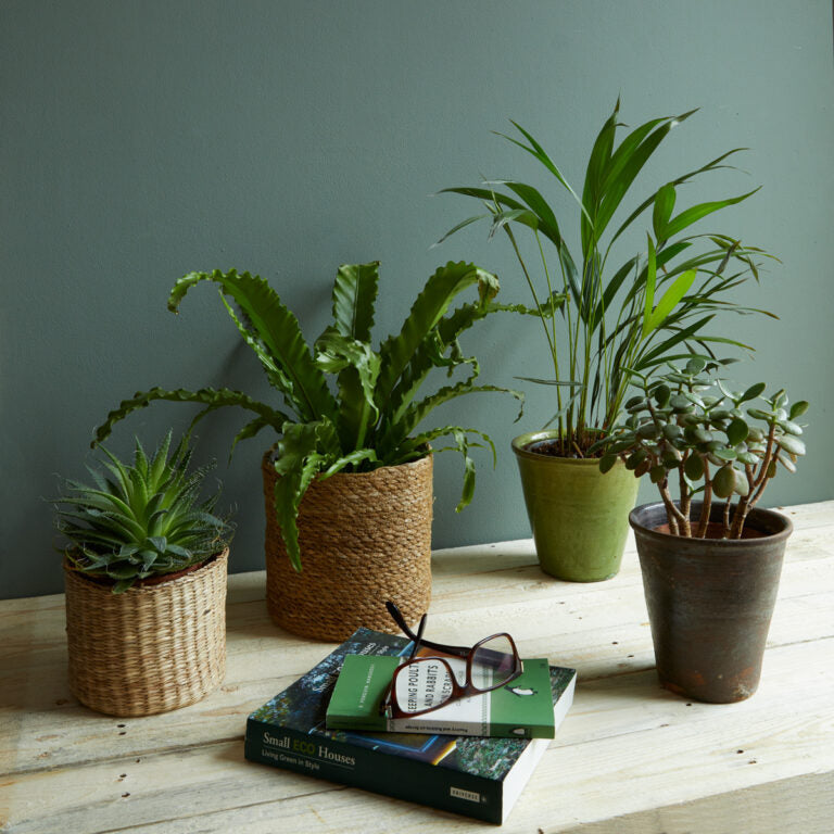 Five potted plants on a wooden surface with a book and glasses.