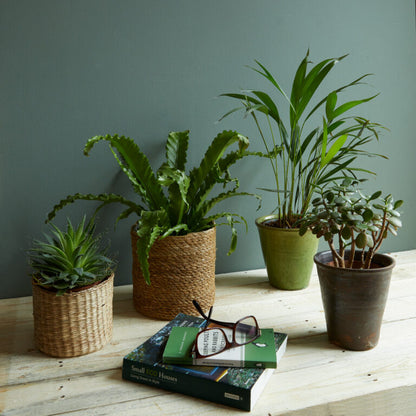 Five potted plants on a wooden surface with a book and glasses.