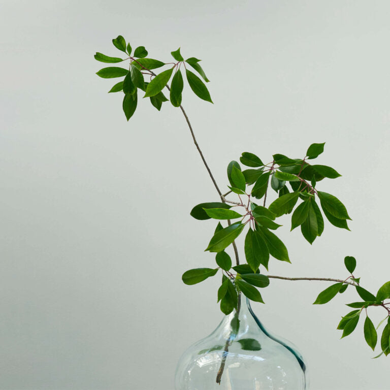 Clear glass vase with green leaves against a light gray background
