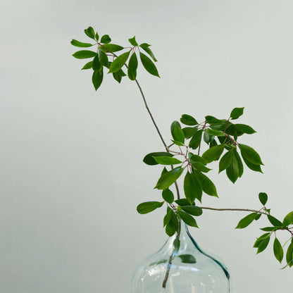 Clear glass vase with green leaves against a light gray background