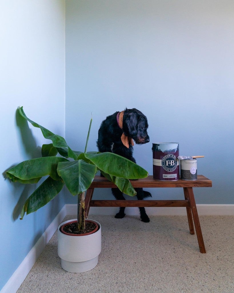 Dog standing next to a wooden table with pet food containers and a plant in a room with light blue walls.