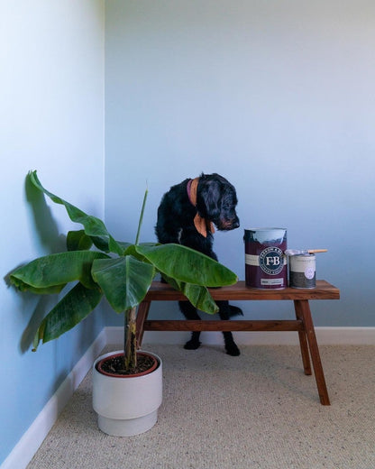 Dog standing next to a wooden table with pet food containers and a plant in a room with light blue walls.