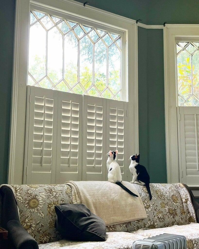 Two cats on a floral-patterned sofa with decorative pillows, in front of a large window with white shutters.